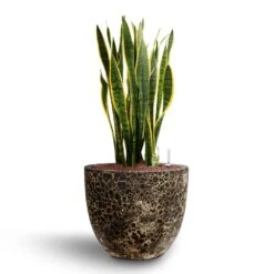 Sansevieria Laurentii - HydroCare -HousePlants Shop Sansevieria Laurentii Hydroculture 28 19 x 80cm Lava Couple Relic Planter Rust 36 x 34cm