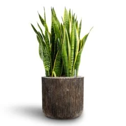 Sansevieria Laurentii - HydroCare -HousePlants Shop Sansevieria Laurentii Hydroculture 28 19 x 80cm Luxe Lite Waterfall Cylinder Planter Bronze 40 x 38cm