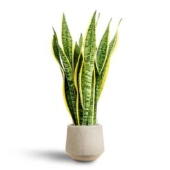 Sansevieria Laurentii - HydroCare -HousePlants Shop Sansevieria Laurentii Hydroculture 28 19 x 80cm Raindrop Tube Round Planter Stone 30 x 26cm