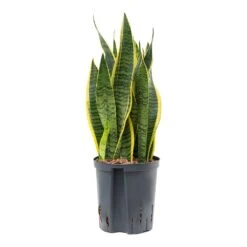 Sansevieria Laurentii - HydroCare -HousePlants Shop Sansevieria Laurentii Hydroculture Indoor Plant Medium