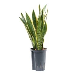 Sansevieria Laurentii - HydroCare -HousePlants Shop Sansevieria Laurentii Hydroculture Indoor Plant Small