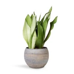 Sansevieria Trifasciata Moonshine - Snake Plant -HousePlants Shop Sansevieria Trifaciata Moonshine Snake 12x35cm Dex Plant Pot Earth 17x13cm