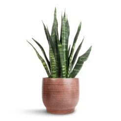 Lykke Plant Pot - Chestnut Blush -HousePlants Shop Sansevieria Trifasciata Black Coral Snake Plant 14x50cm Lykke Plant Pot Chestnut Blush 18x16cm 7b48cd1e 6cbf 4c29 9e27 e359b288a10e
