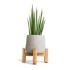 Sansevieria Bacularis Mikado - Snake Plant -HousePlants Shop Sansevieria bacularis Mikado Snake Plant 12x40cm Patt Plant Pot Low Stand Grey Washed 20x21cm 2