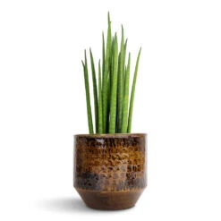 Sanna Plant Pot - Savanna -HousePlants Shop Sansevieria bacularis Mikado Snake Plant 12x40cm Sanna Plant Pot Savanna 15x13cm 9295d6bf ab6d 4832 b7f2 77be8424131c