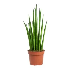 Sansevieria Bacularis Mikado - Snake Plant -HousePlants Shop Sansevieria bacularis Mikado Snake Plant