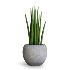 Sansevieria Cylindrica Spikes - Cylindrical Snake Plant -HousePlants Shop Sansevieria cylindrica Spikes Cylindrical Snake Plant 12x40cm Dex Plant Pot Earth 17x13cm