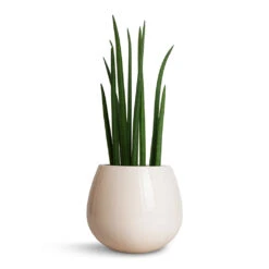 Nova Plant Pot - Cream -HousePlants Shop Sansevieria cylindrica Spikes Cylindrical Snake Plant 15x50cm Nova Plant Pot Cream 23x18cm