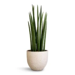 Sansevieria Cylindrica Spikes - Cylindrical Snake Plant -HousePlants Shop Sansevieria cylindrica Spikes Cylindrical Snake Plant 17x60cm Cas Plant Pot Cool Grey 21x19cm