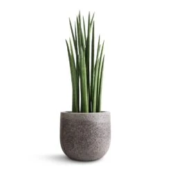 Sansevieria Cylindrica Spikes - Cylindrical Snake Plant -HousePlants Shop Sansevieria cylindrica Spikes Cylindrical Snake Plant 19x70cm Cody Cement Stone Plant Pot Granite Grey 25x24cm