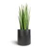 Sansevieria Cylindrica Spikes - Cylindrical Snake Plant 1 Sansevieria Cylindrica Spikes - Cylindrical Snake Plant -HousePlants Shop Sansevieria cylindrica Spikes Cylindrical Snake Plant 19x70cm Puk Natural Planter Matt Black 25x25cm 4fcea58a bd4b 46a2 bda8 75449b81aef2