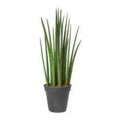 Sansevieria Cylindrica Spikes - Cylindrical Snake Plant -HousePlants Shop Sansevieria cylindrica Spikes Cylindrical Snake Plant