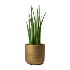 Sansevieria Cylindrica Spikes - Cylindrical Snake Plant -HousePlants Shop Sansevieria cylindrica Spikes Cylindrical Snake Plant Charlie Metallic Copper Plant Pot