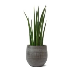 Sansevieria Cylindrica Spikes - Cylindrical Snake Plant -HousePlants Shop Sansevieria cylindrica Spikes Cylindrical Snake Plant Esra Plant Pot Mystic Grey