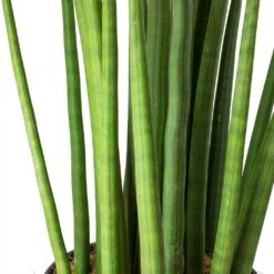 Sansevieria Cylindrica Spikes - HydroCare -HousePlants Shop Sansevieria cylindrica Spikes Cylindrical Snake Plant Stems 9111f7d6 50a3 4562 abd4 937b98b38a1a