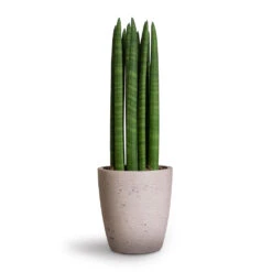 Gerben Plant Pot - Grey Washed -HousePlants Shop Sansevieria cylindrica Straight Cylindrical Snake Plant 12x40cm Gerben Plant Pot Grey Washed 15x16cm