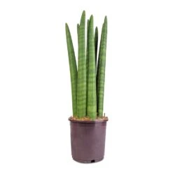 Sansevieria Cylindrica Straight - Cylindrical Snake Plant -HousePlants Shop Sansevieria cylindrica Straight Cylindrical Snake Plant 15x50cm