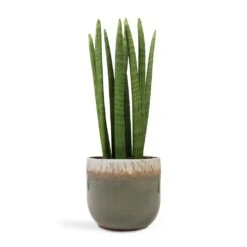 Sansevieria Cylindrica Straight - Cylindrical Snake Plant -HousePlants Shop Sansevieria cylindrica Straight Cylindrical Snake Plant 17x60cm Tarra Plant Pot Forest 23x20cm ac02b3bd 0f2f 40f8 9bd0 79b7a1a5b2e2