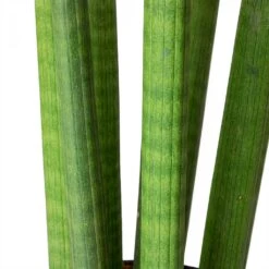 Sansevieria Cylindrica Straight - Cylindrical Snake Plant -HousePlants Shop Sansevieria cylindrica Straight Cylindrical Snake Plant Stems