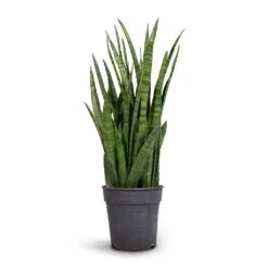 Sansevieria Kirkii - Star Sansevieria -HousePlants Shop Sansevieria kirki Star Sansevieria