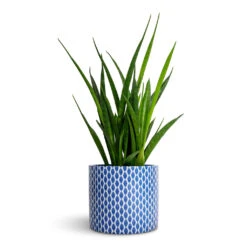 Sansevieria Kirkii - Star Sansevieria -HousePlants Shop Sansevieria kirkii Star Sansevieria 12x40cm Lazzaro Plant Pot Navy Garland 15x13cm fc570d02 9732 4868 a8d4 6f84751a545c