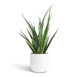 Sansevieria Kirkii - Star Sansevieria -HousePlants Shop Sansevieria kirkii Star Sansevieria 12x40cm Lisbon Plant Pot White 13x13cm