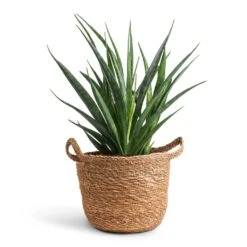 Sansevieria Kirkii - Star Sansevieria -HousePlants Shop Sansevieria kirkii Star Sansevieria 12x40cm Nelis Plant Basket Natural 16x16cm