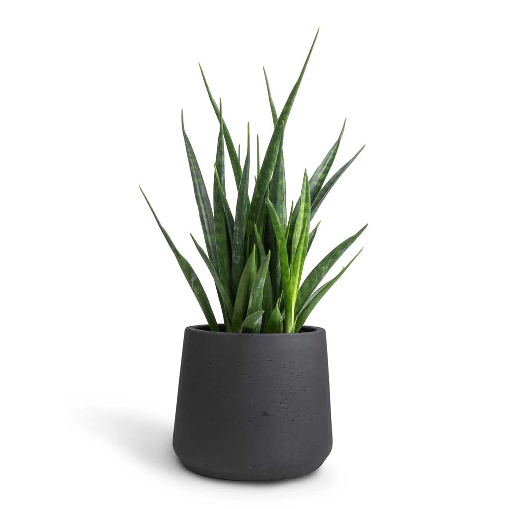 Patt Plant Pot - Black Washed 10 Patt Plant Pot - Black Washed - Image 8