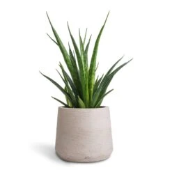 Sansevieria Kirkii - Star Sansevieria -HousePlants Shop Sansevieria kirkii Star Sansevieria 12x40cm Patt Plant Pot Grey Washed 17x14cm