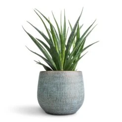 Sansevieria Kirkii - Star Sansevieria -HousePlants Shop Sansevieria kirkii Star Sansevieria 12x40cm Ryan Plant Pot Blue Gold 18x16cm