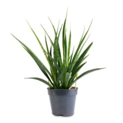 Sansevieria Kirkii - Star Sansevieria -HousePlants Shop Sansevieria kirkii Star Sansevieria 15x50cm
