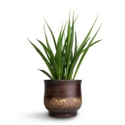 Sansevieria Kirkii - Star Sansevieria -HousePlants Shop Sansevieria kirkii Star Sansevieria 15x50cm Aico Plant Pot Shiny Brown 18x16cm