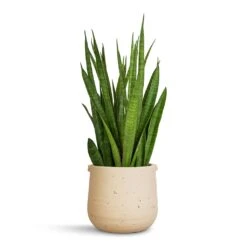 Aurora Terrazzo Handle Plant Pot - Oat -HousePlants Shop Sansevieria kirkii Star Sansevieria 15x50cm Aurora Terrazzo Handle Plant Pot Oat 19x17cm