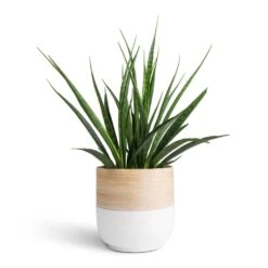 Bamboo Plant Pot - White -HousePlants Shop Sansevieria kirkii Star Sansevieria 15x50cm Bamboo Plant Pot White 19x19cm 7c36d11f 9927 4d8e b43d 8da767f9146b
