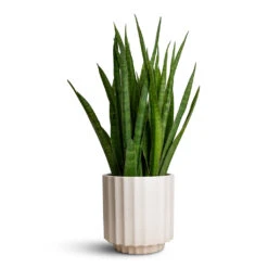 Bourton Scalloped Plant Pot - Ivory -HousePlants Shop Sansevieria kirkii Star Sansevieria 15x50cm Bourton Scalloped Plant Pot Ivory 18x18cm