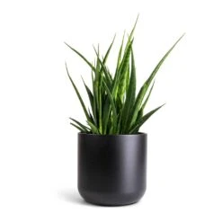 Sansevieria Kirkii - Star Sansevieria -HousePlants Shop Sansevieria kirkii Star Sansevieria 15x50cm Lisbon Plant Pot Anthracite 19x19cm