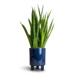 Pisa Plant Pot - Navy -HousePlants Shop Sansevieria kirkii Star Sansevieria 15x50cm Pisa Plant Pot Navy 16x19cm