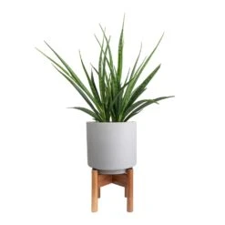 Sansevieria Kirkii - Star Sansevieria -HousePlants Shop Sansevieria kirkii Star Sansevieria 15x50cm Vigo Plant Pot with Wooden Stand Concrete Grey 19x29cm