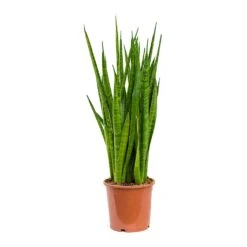 Sansevieria Kirkii - Star Sansevieria -HousePlants Shop Sansevieria kirkii Star Sansevieria 17x75cm