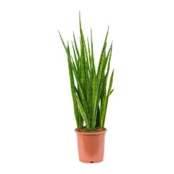 Sansevieria Kirkii - Star Sansevieria -HousePlants Shop Sansevieria kirkii Star Sansevieria 21x85cm