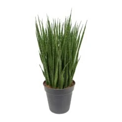 Sansevieria Kirkii - Star Sansevieria -HousePlants Shop Sansevieria kirkii Star Sansevieria 30x110cm