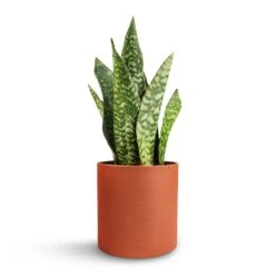 Sansevieria Masoniana Dragon - Snake Plant -HousePlants Shop Sansevieria masoniana Dragon Snake Plant 12x40cm Puk Refined Planter Canyon Orange 15x15cm