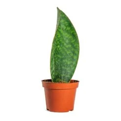 Sansevieria Masoniana Victoria - Shark Fin Snake Plant -HousePlants Shop Sansevieria masoniana Victoria Shark Fin