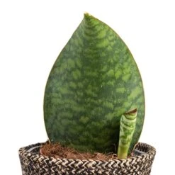 Sansevieria Masoniana Victoria - Shark Fin Snake Plant -HousePlants Shop Sansevieria masoniana Victoria Shark Fin Snake Plant 10x30cm Behind Selin Plant Basket Black Weave 15x12cm a5f8380b f94b 4370 a2b8 25952b2fd065