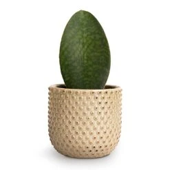 Sansevieria Masoniana Victoria - Shark Fin Snake Plant -HousePlants Shop Sansevieria masoniana Victoria Shark Fin Snake Plant 10x30cm Bolino Plant Pot Mint 15x13cm
