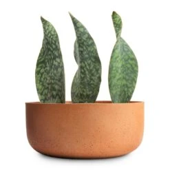Eav Refined Plant Bowl - Canyon Orange 16 Eav Refined Plant Bowl - Canyon Orange -HousePlants Shop Sansevieria masoniana Victoria Shark Fin Snake Plant 10x30cm Eav Refined Plant Bowl Canyon Orange 27x11.5cm