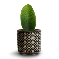 Sansevieria Masoniana Victoria - Shark Fin Snake Plant -HousePlants Shop Sansevieria masoniana Victoria Shark Fin Snake Plant 10x30cm Thies Plant Pot Anthracite 13x13cm 52e5ea93 bb8b 4158 b0ac fe7475c00709
