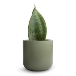 Sansevieria Masoniana Victoria - Shark Fin Snake Plant -HousePlants Shop Sansevieria masoniana Victoria Shark Fin Snake Plant 10x30cmLisbon Plant Pot Sage 13x13cm 2 fbeb66c1 16b9 4476 8c8b 0d68632f13e5