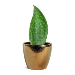 Sansevieria Masoniana Victoria - Shark Fin Snake Plant -HousePlants Shop Sansevieria masoniana Victoria Shark Fin Sven Plant Pot Gold