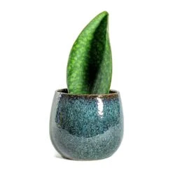 Sansevieria Masoniana Victoria - Shark Fin Snake Plant -HousePlants Shop Sansevieria masoniana Victoria Shark Fin odile petrol plant pot